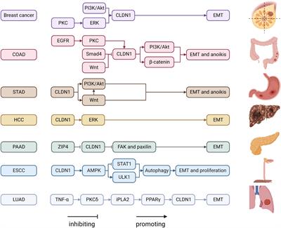 The role and mechanism of claudins in cancer